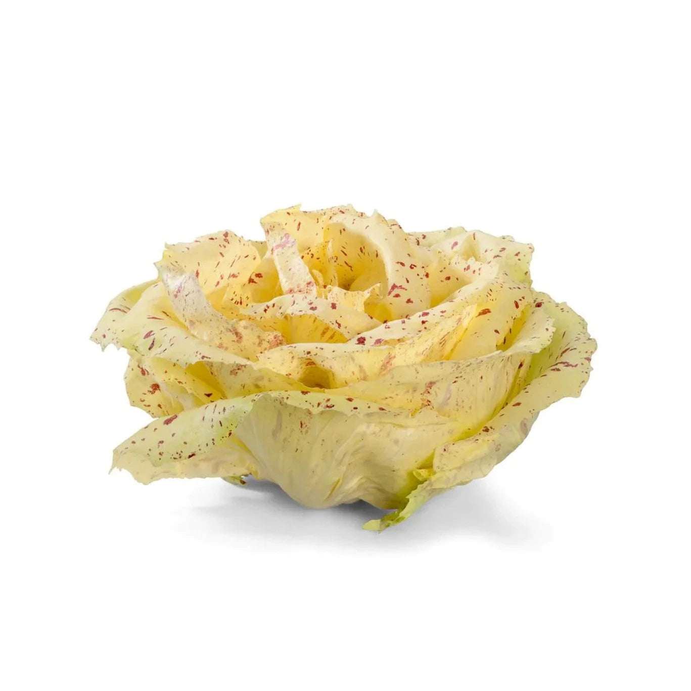 Flower Chicory Salad 70 Seeds