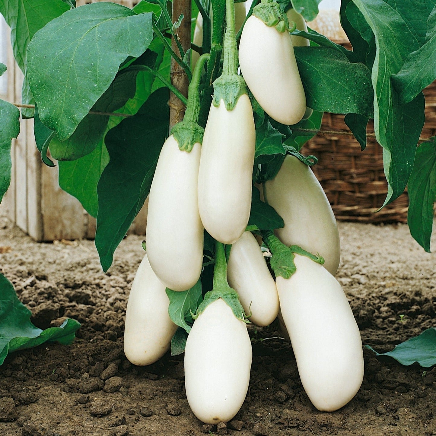 F1 Hybrid Eggplant Bottle 20 Seeds