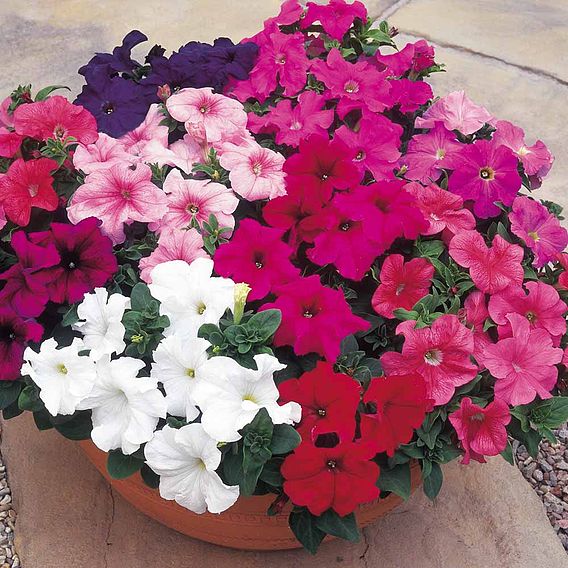 Imported Ptunia Hybrida Mix 100+ Seeds