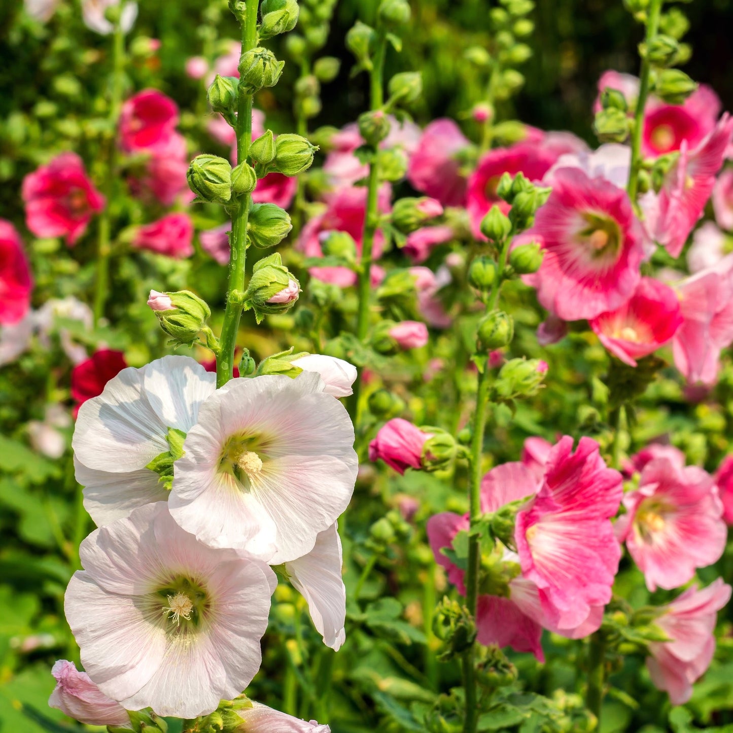 Hollyhock Summers Mix 15 seeds