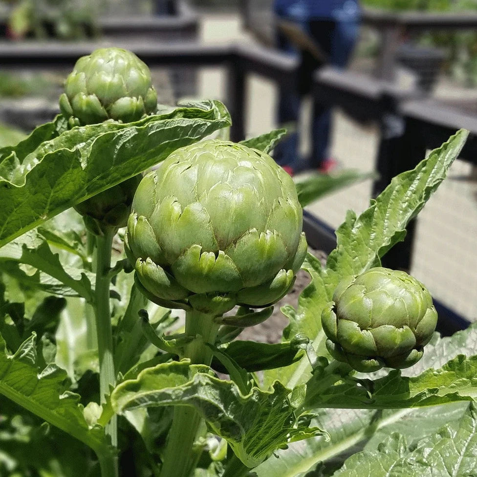 Artichoke 10 Seeds