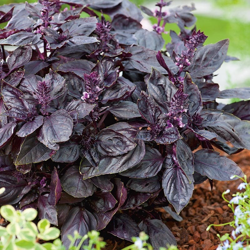 Purple Basil 40+ Seeds