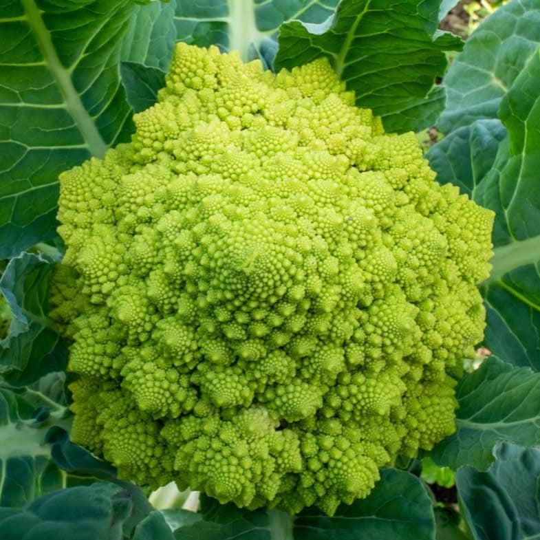 Romensco Cauliflower 20 Seeds