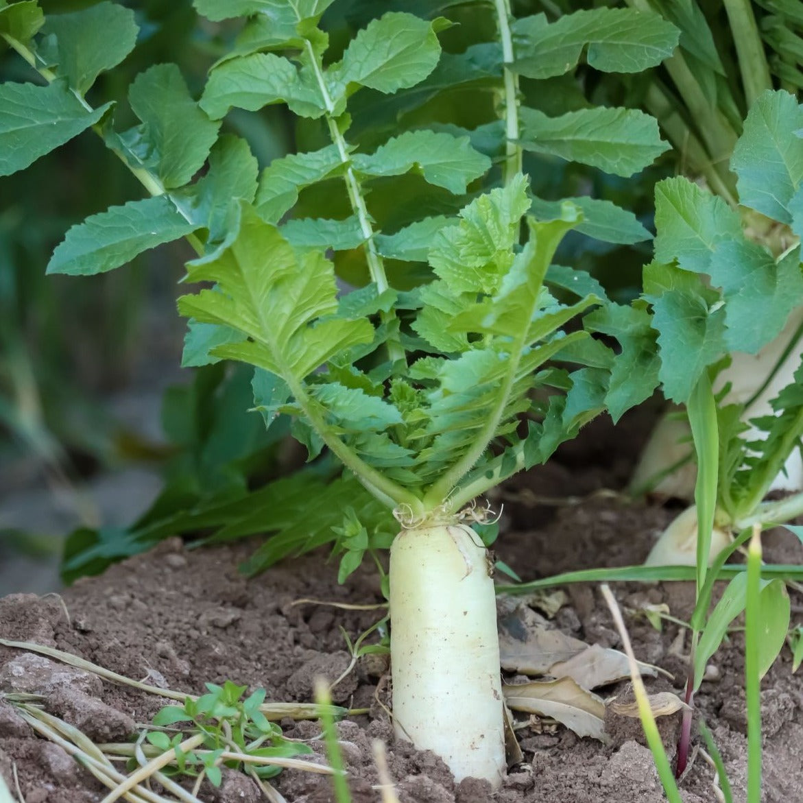 F1 Hybrid White Radish 100+ Seeds