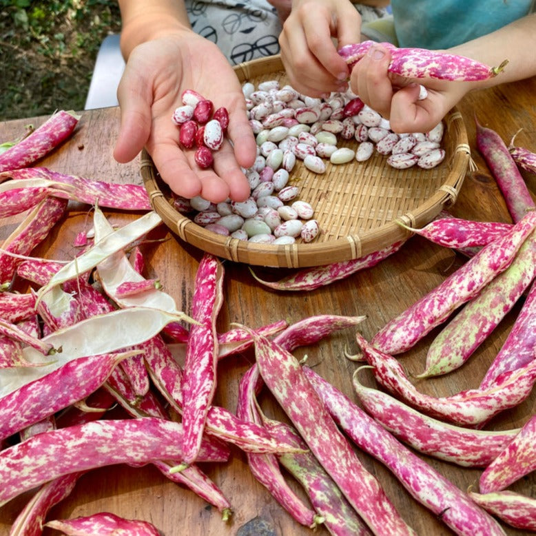 Red Pole Bean 10 Seeds