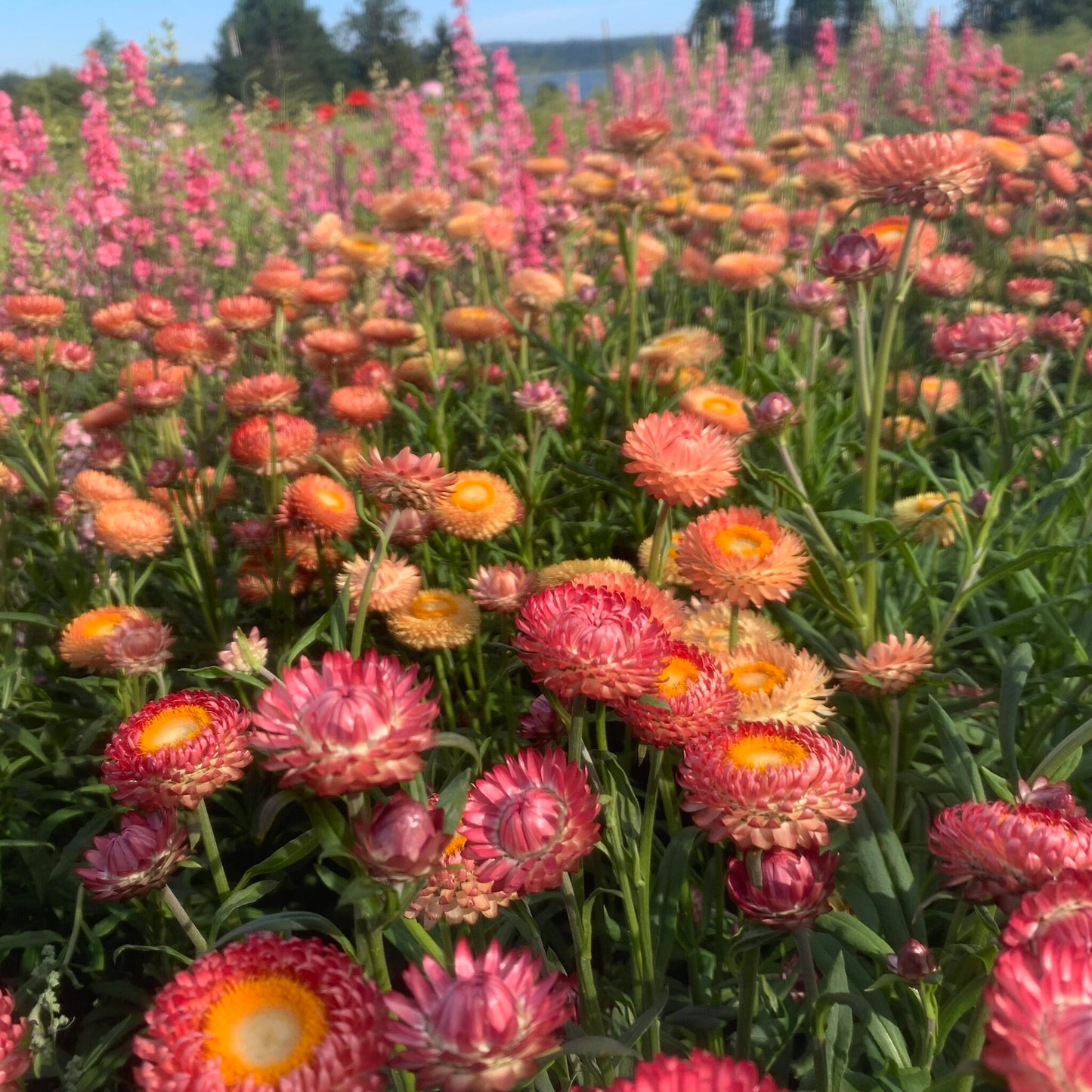 Imported Straw Flower 20+ Seeds