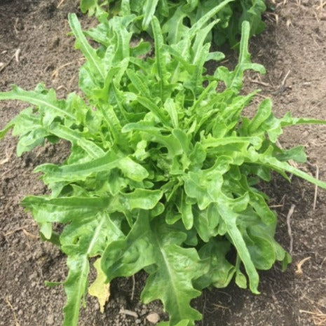Barba Lettuce 50+ Seeds
