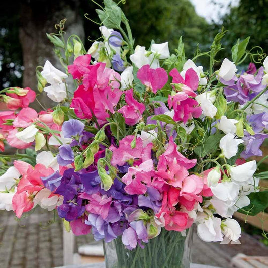 Imported Sweet Peas Dwarf 15 Seeds