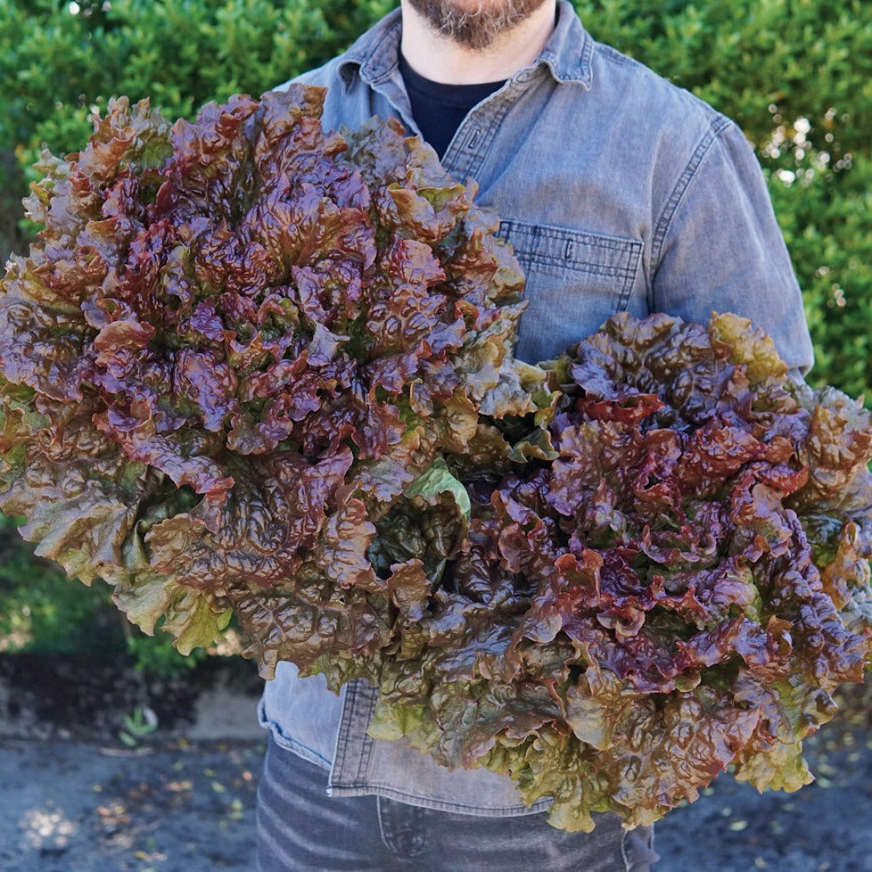 F1 Hybrid Red Lettuce 50+ Seeds