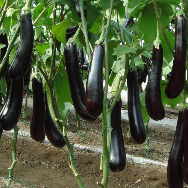 F1 Hybrid Bottle Brinjal 25 Seeds