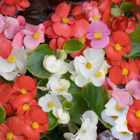 Begonia semperflorens Mix 50+ Seeds