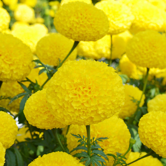 F1 Marigold Yellow 15 Seeds