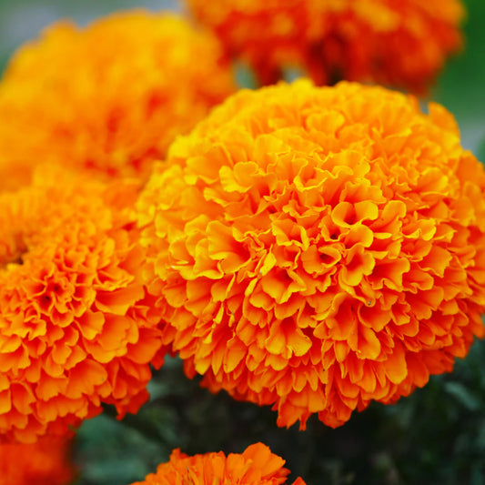 F1 Marigold Orange 15 Seeds