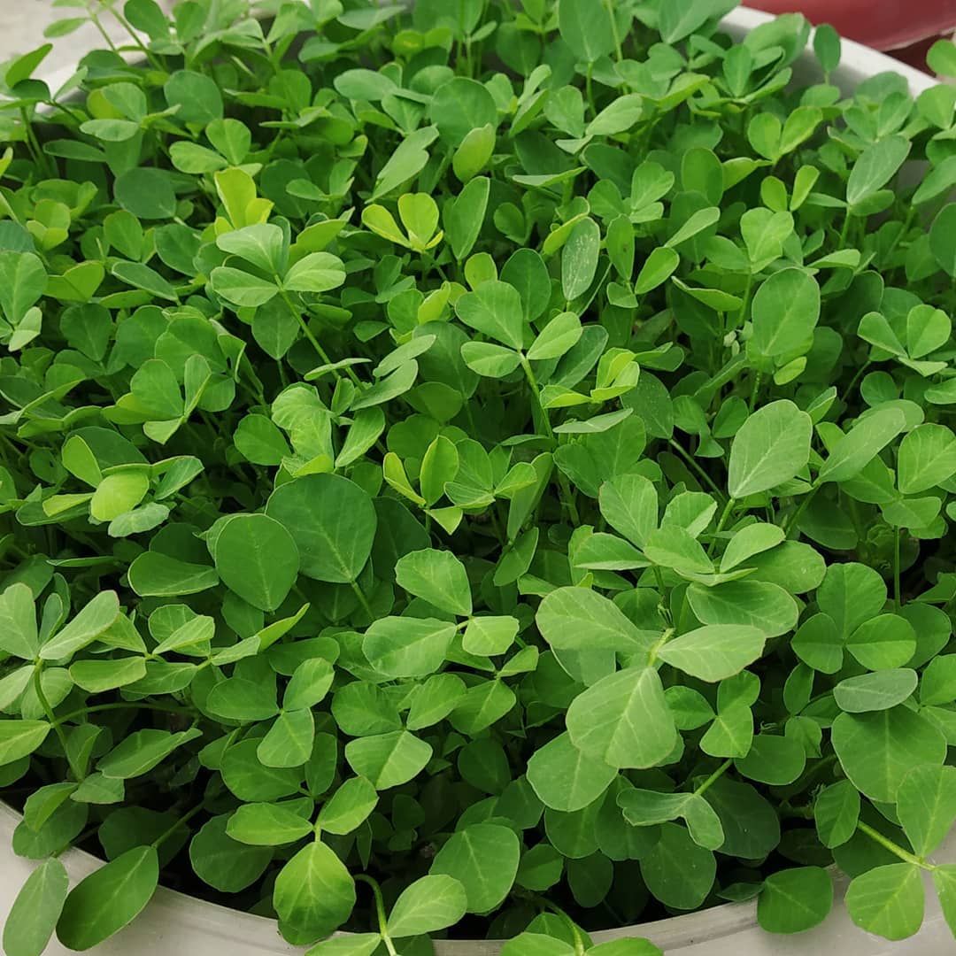 Mathray 500+ Seeds