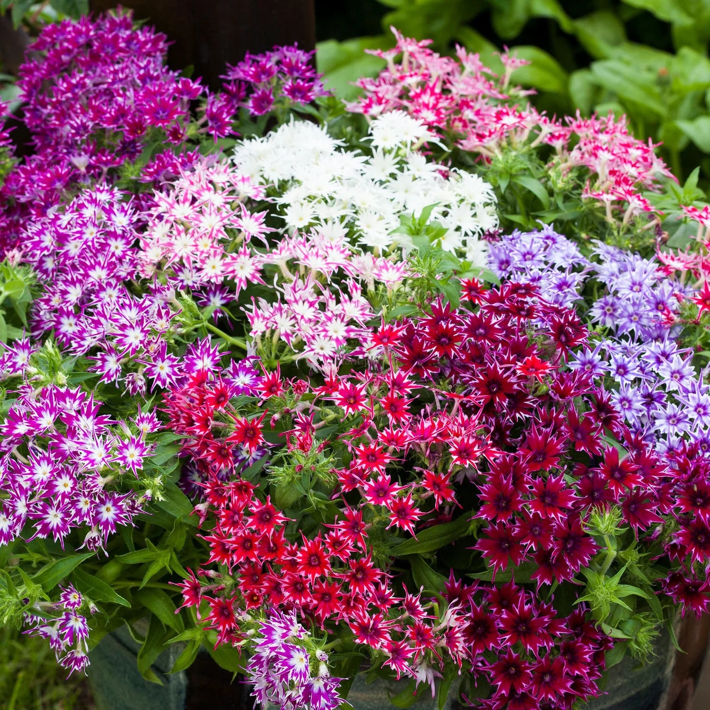 Imported Phlox Grandiflora 20+ Seeds