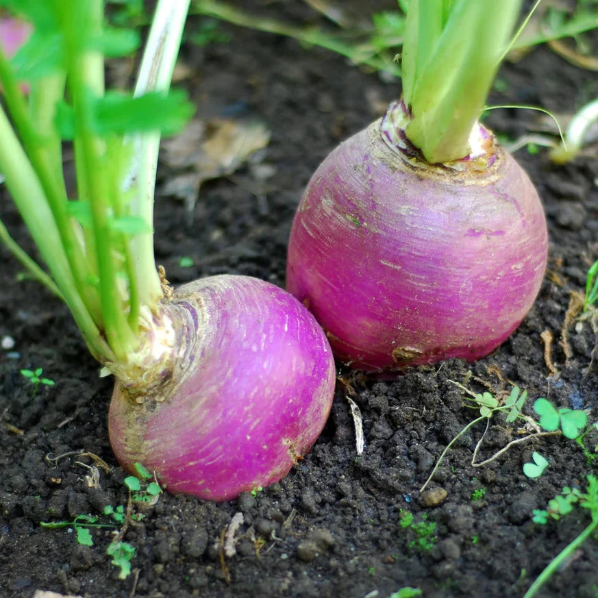 Purple Turnip 500+ Seeds