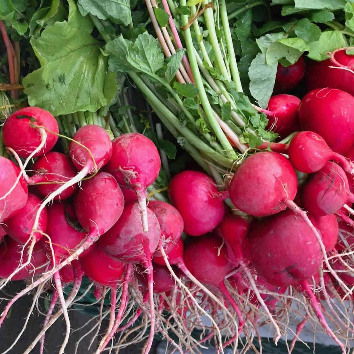 F1 Hybrid Red Reddish 150+ Seeds