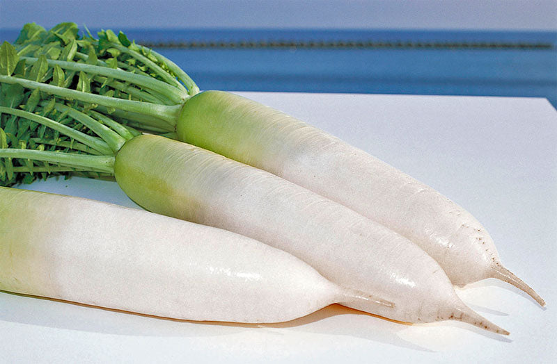 F1 Hybrid Green Neck Radish 100+ Seeds