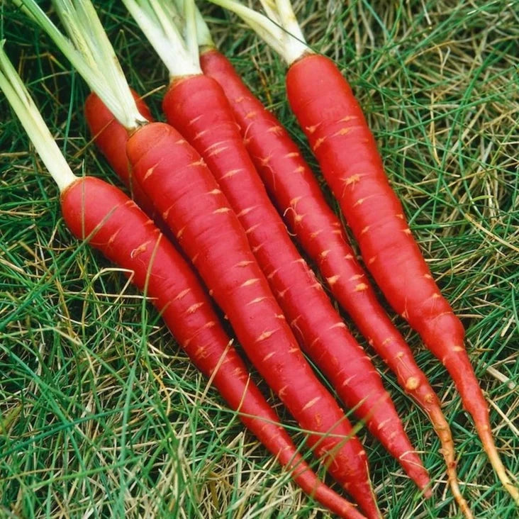 Carrot 300+ Seeds