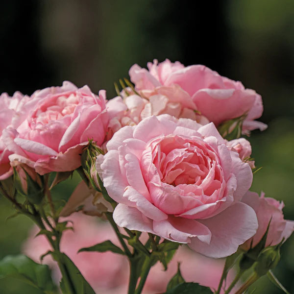 Imported Pink Rose 15 Seeds