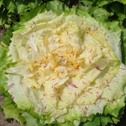 Flower Chicory Salad  70 Seeds