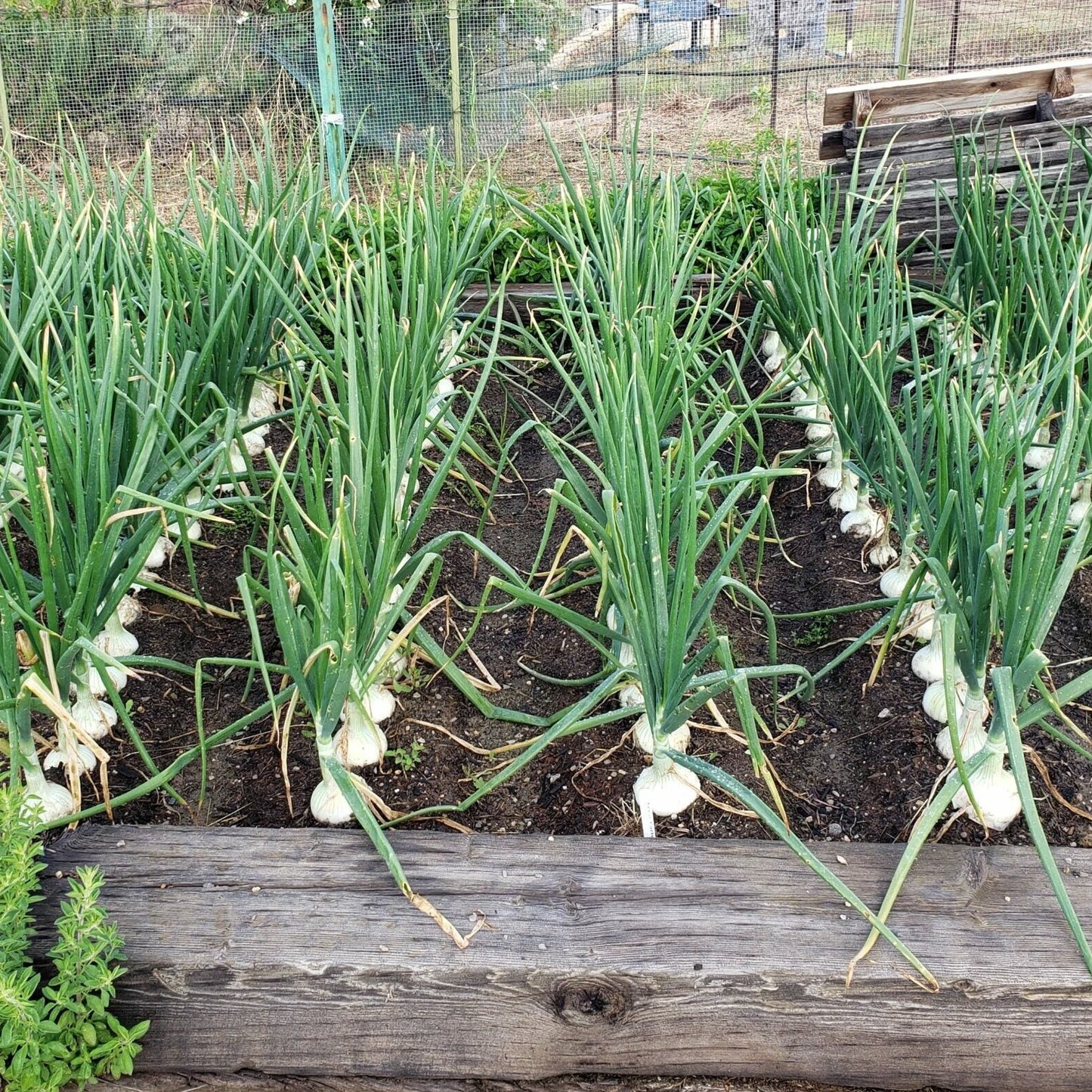 White Onion 40+ Seeds