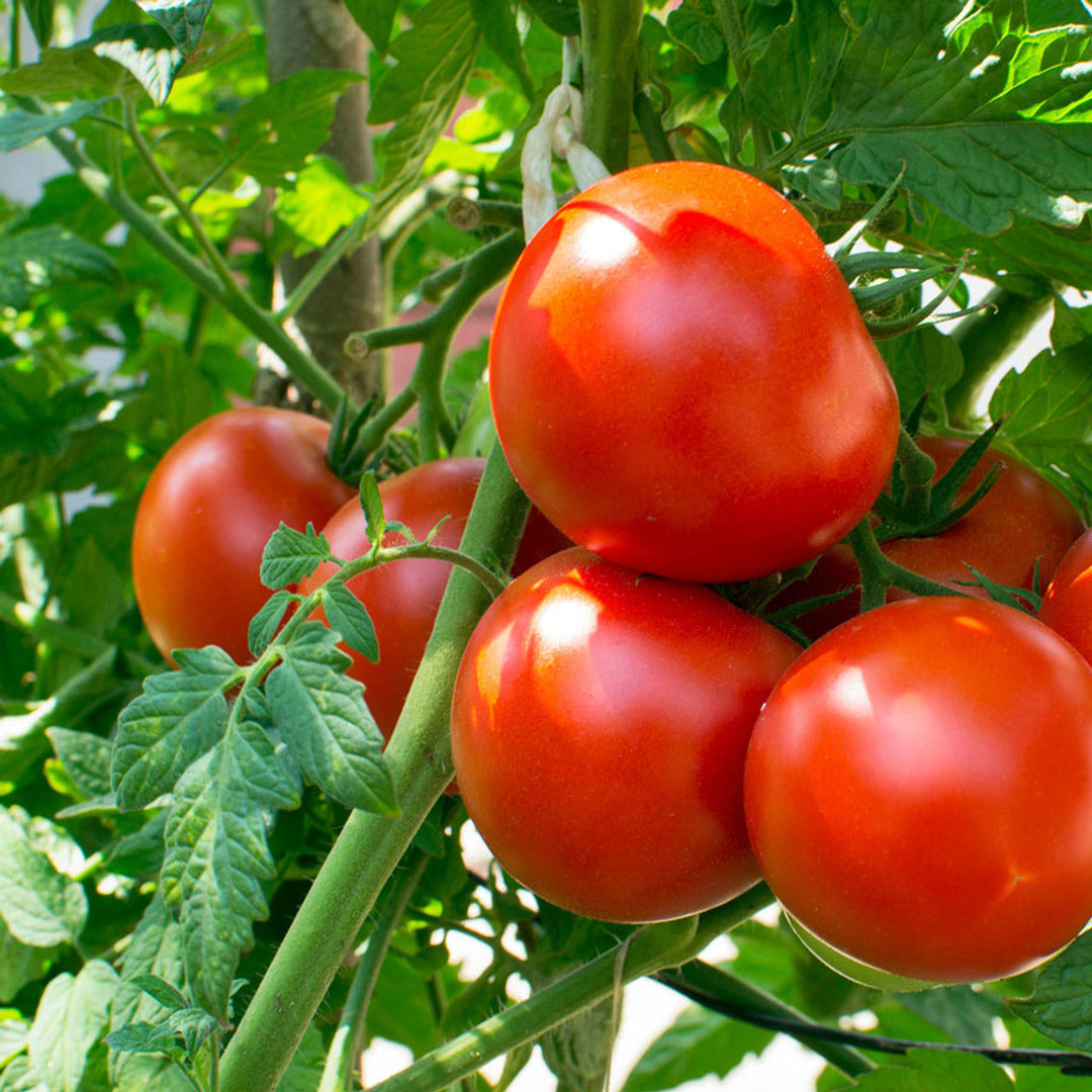 F1 Hybrid Bail Tomato 15 Seeds