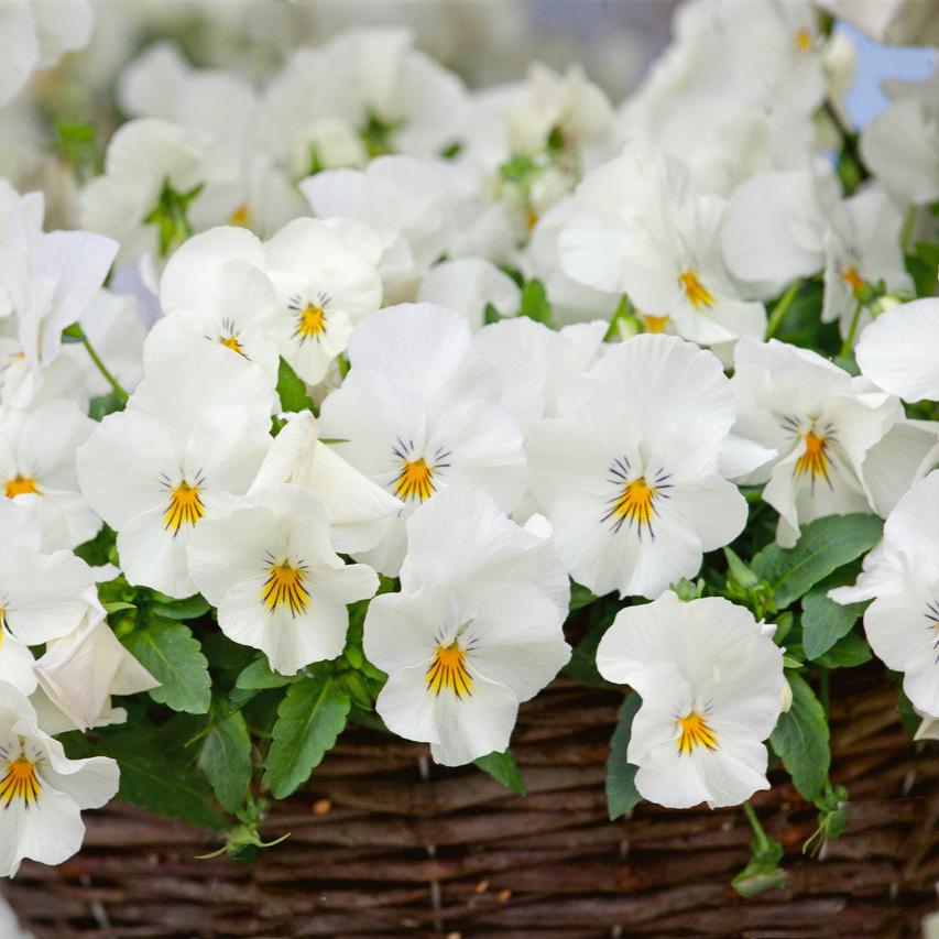 Imported Pensy White (Viola) 30+ Seeds