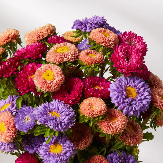 Imported Aster California Mix 20+ Seeds