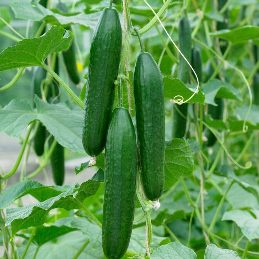 F1 Hybrid Cucumber 15 seeds