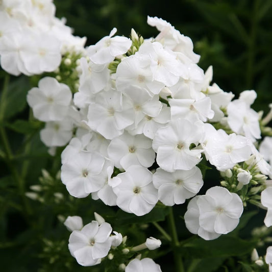 Imported Phlox White 20+ Seeds