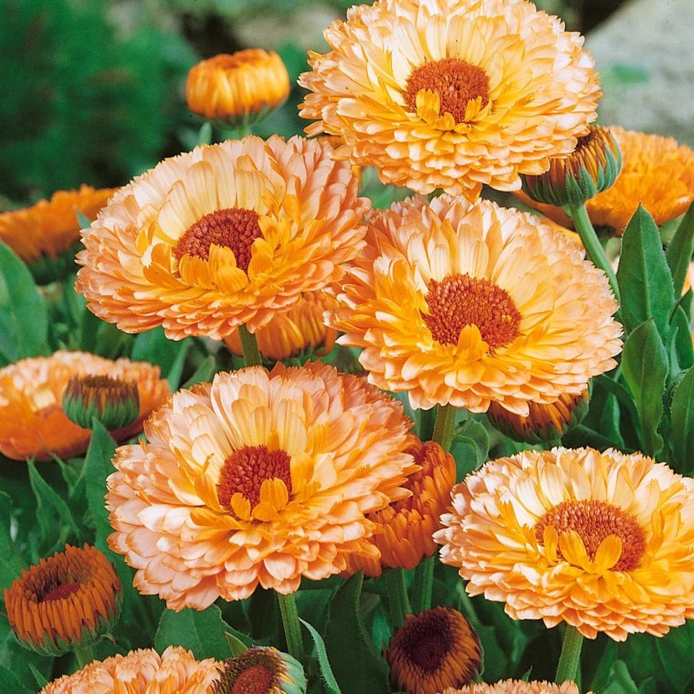 Imported Calendula Pink Surprise 20+ Seeds