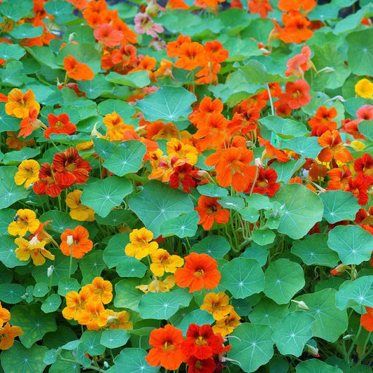 Imported Nasturtium African Mix 10 Seeds