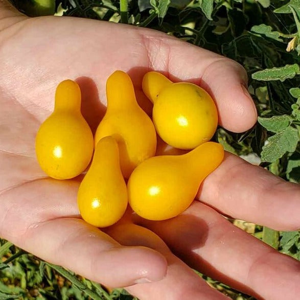 Yellow Candy Tomatoes 10 Seeds