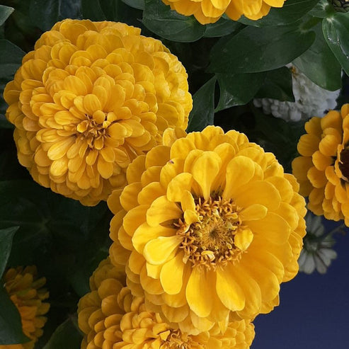 Zinnia Lilliput Golden Yellow 20+ Seeds