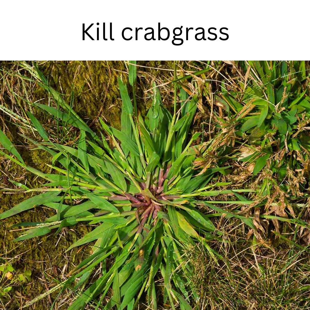 Glyphosate Herbicide 1 Liter