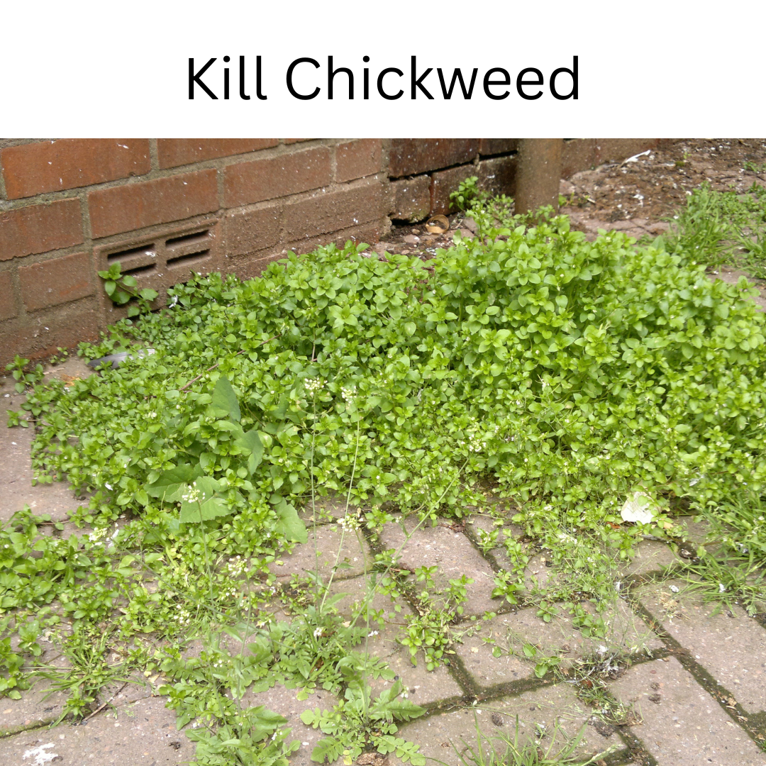 Glyphosate Herbicide 1 Liter