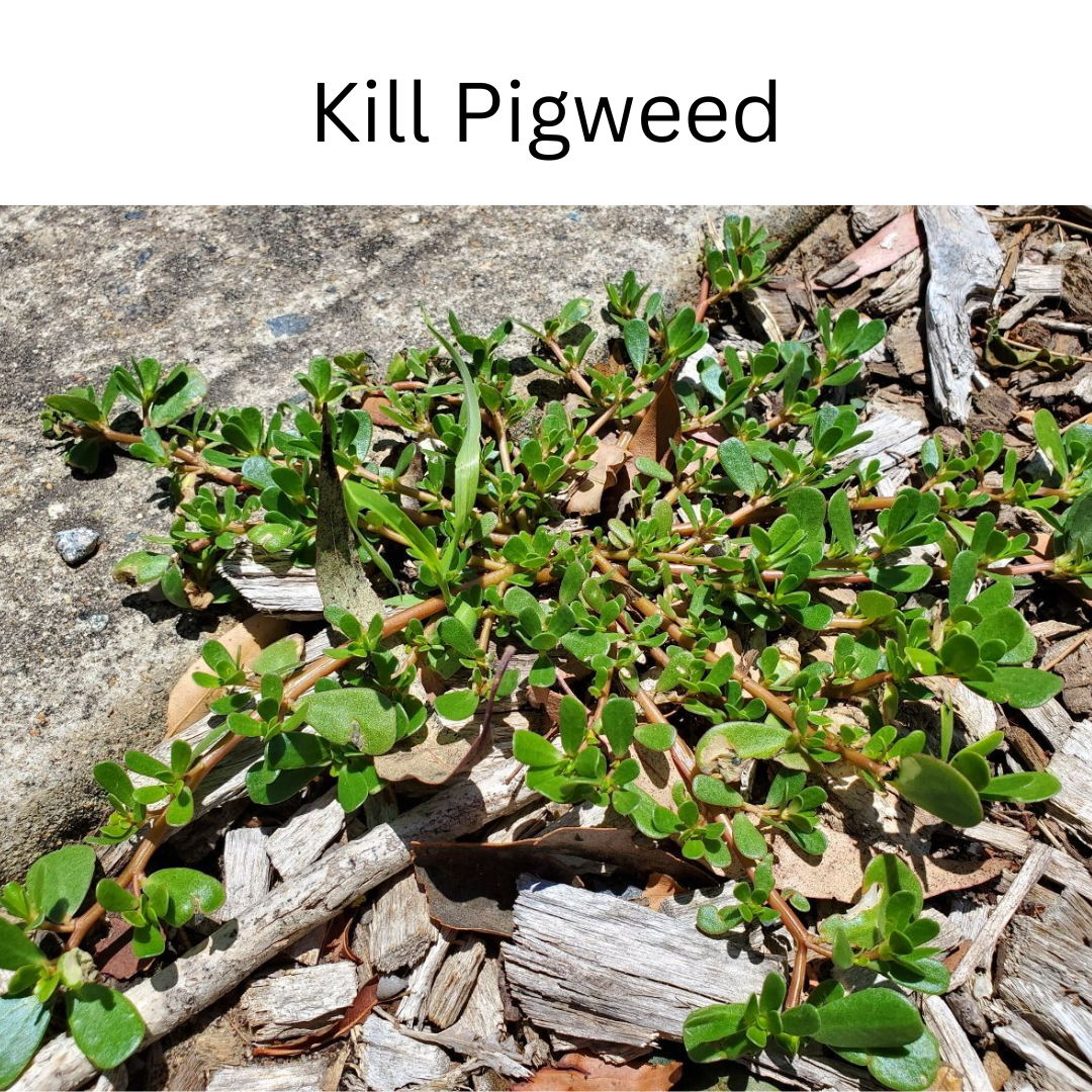 Glyphosate Herbicide 1 Liter