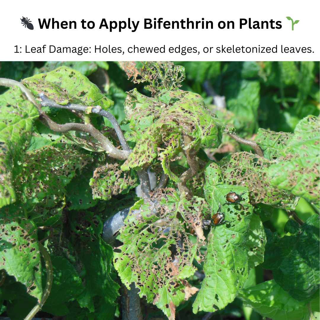 Bifenthrin Insecticide