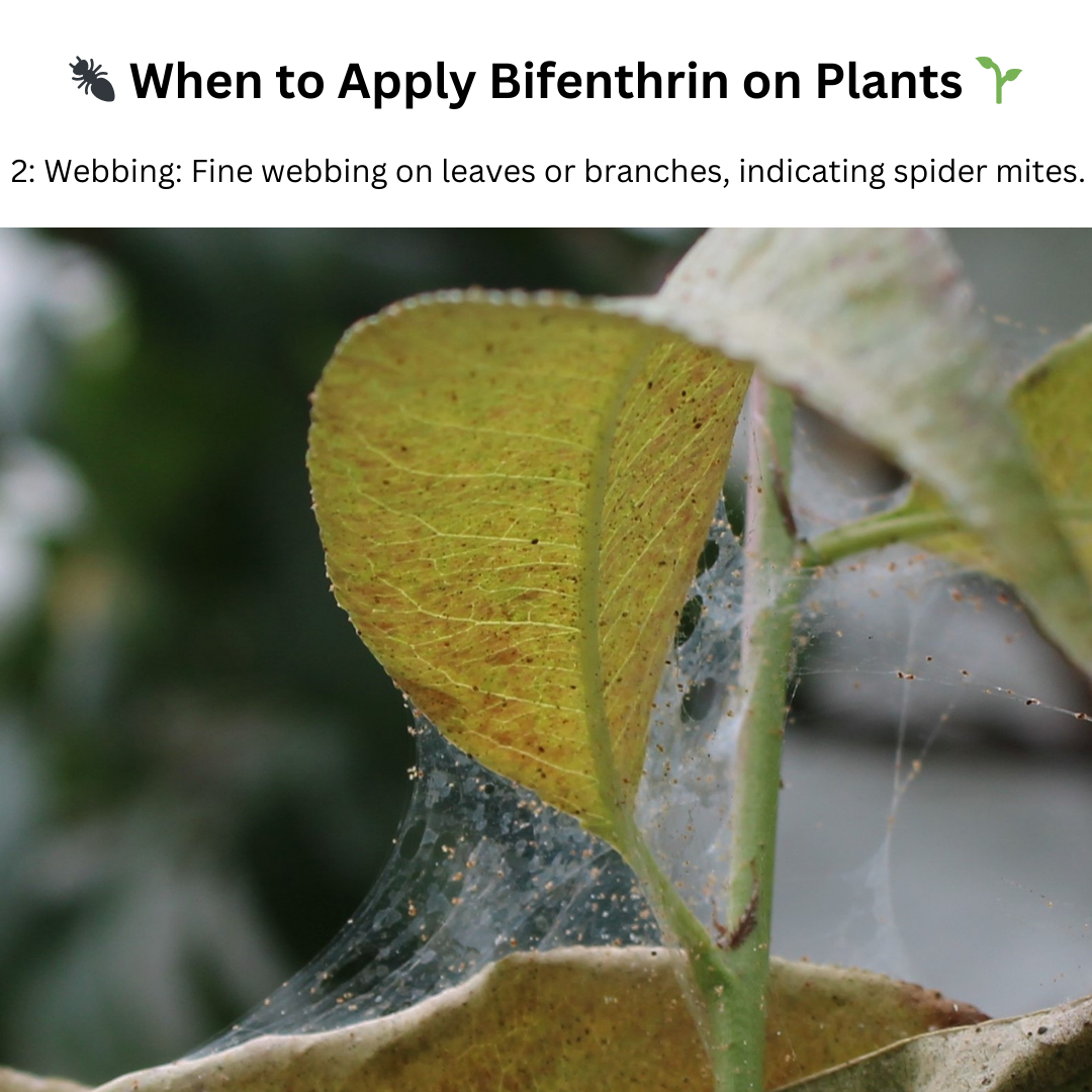 Bifenthrin Insecticide