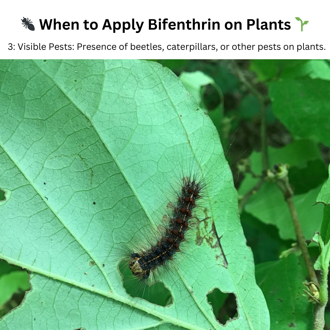 Bifenthrin Insecticide