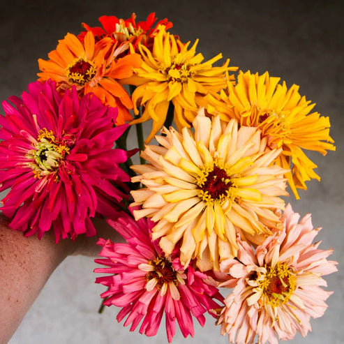 Zinnia Super Cactus Mix 20+ Seeds