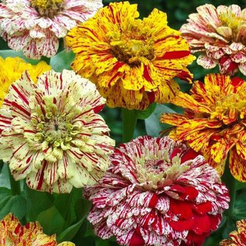 Zinnia Candy Stripe 20 Seeds