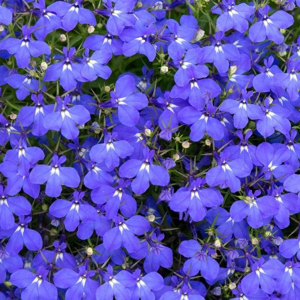 Lobela Sapphire 100+ Seeds