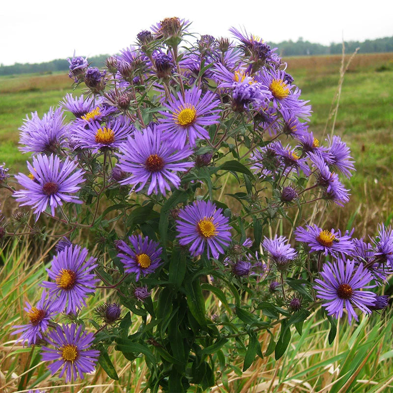 Imported Aster New England 30+Seeds