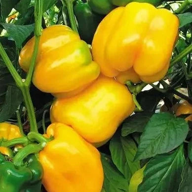 Yellow Capsicum 10 Seeds