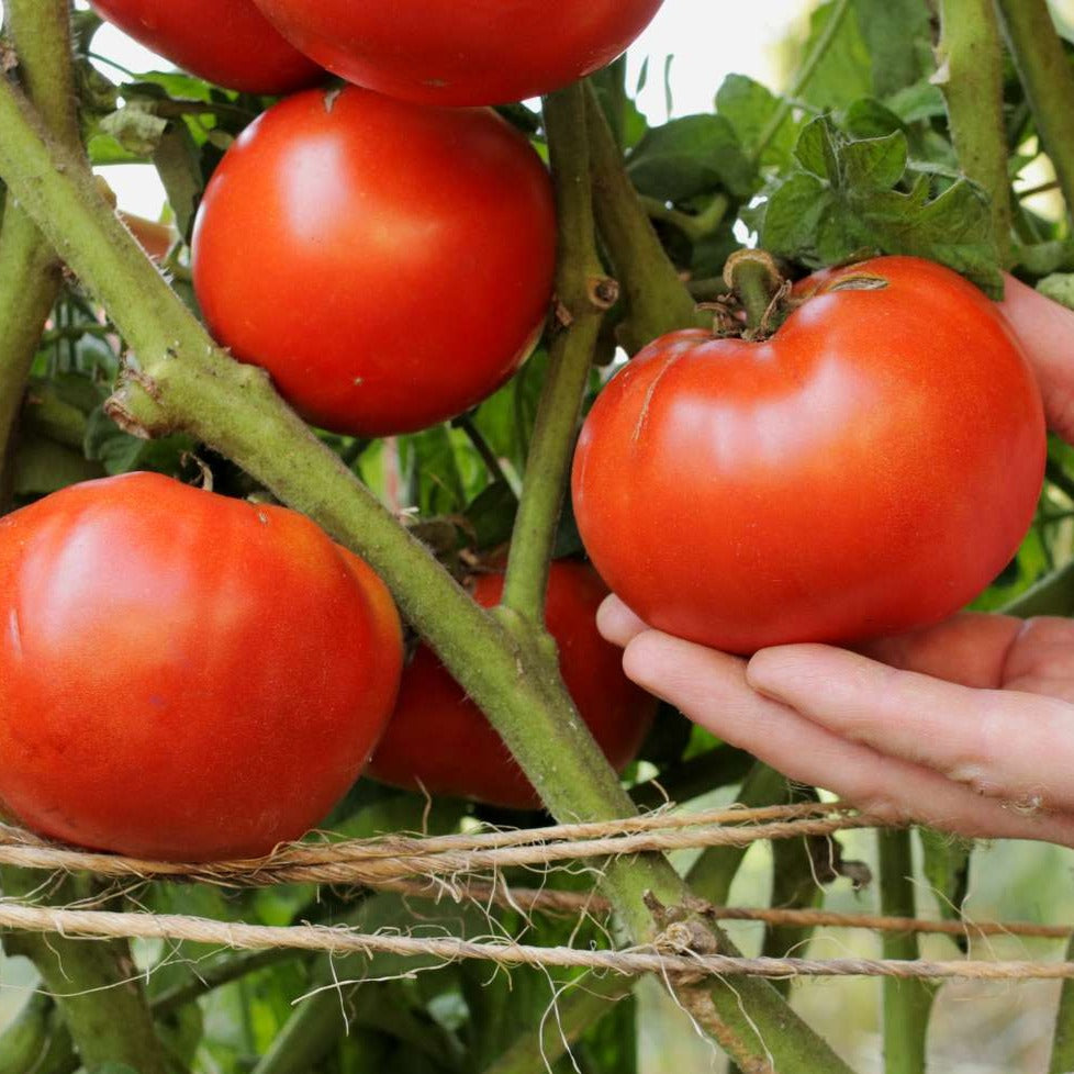 Beefsteak Tomatoes 10 Seeds