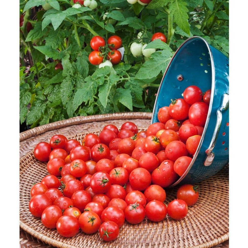 Cherry Tomatoes 10 Seeds
