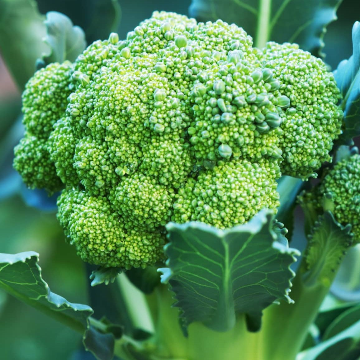 Broccoli 25+ Seeds