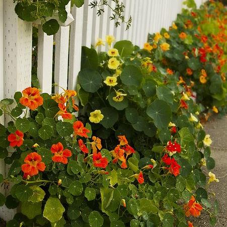 Imported Nasturtium African Mix 10 Seeds